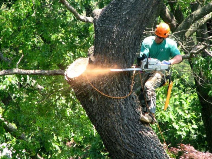 tree removal company