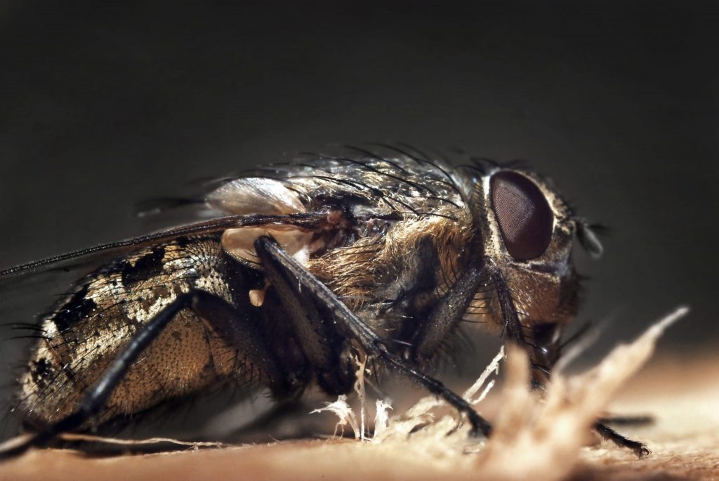 pest control for flies