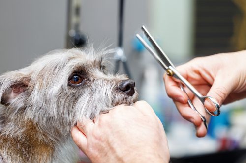 pet grooming service