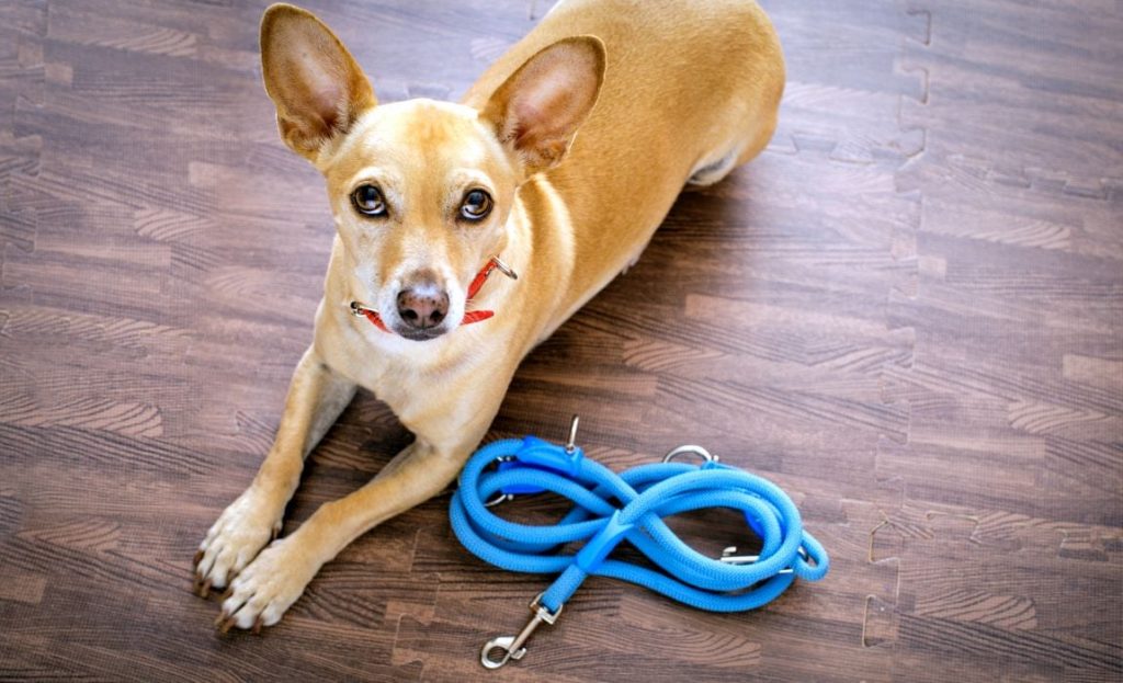 DIY dog rope leash